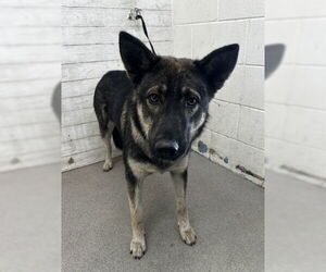 German Shepherd Dog Dogs for adoption in San Bernardino, CA, USA