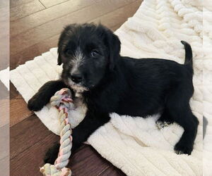 Mutt Dogs for adoption in Germantown, OH, USA