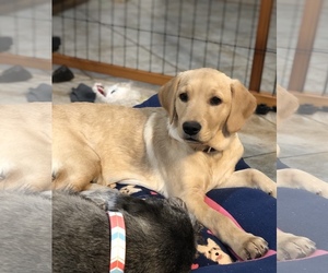 Golden Retriever-Unknown Mix Dogs for adoption in Dahlgren, VA, USA