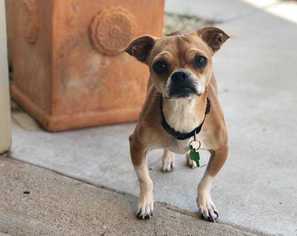 Chug Dogs for adoption in San Angelo, TX, USA