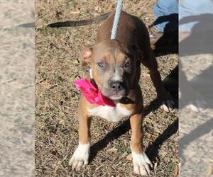 American Pit Bull Terrier Dogs for adoption in Bandera, TX, USA