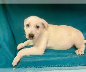 Siberian Husky-Unknown Mix Dogs for adoption in HESPERIA, CA, USA