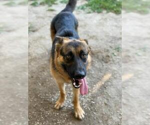 German Shepherd Dog Dogs for adoption in Riverside, CA, USA