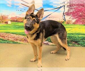 German Shepherd Dog-Unknown Mix Dogs for adoption in Moreno Valley, CA, USA