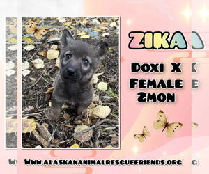 Dachshund-Unknown Mix Dogs for adoption in Anchorage, AK, USA