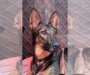 German Shepherd Dog Dogs for adoption in Monterey, VA, USA