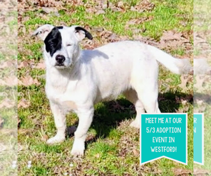 Australian Shepherd-Unknown Mix Dogs for adoption in Boston, MA, USA
