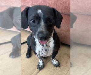 Bo-Dach Dogs for adoption in Los Angeles, CA, USA