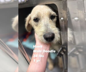 Poodle (Standard)-Unknown Mix Dogs for adoption in San Diego , CA, USA