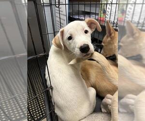American Pit Bull Terrier-Labrador Retriever Mix Dogs for adoption in Stockton, CA, USA