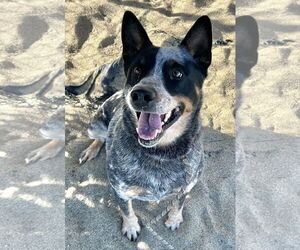 Mutt Dogs for adoption in Paso Robles, CA, USA