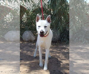 Akita-Unknown Mix Dogs for adoption in El Centro, CA, USA
