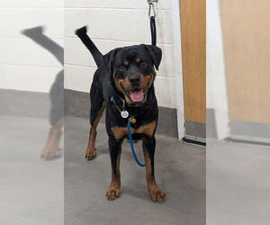 Rottweiler Dogs for adoption in Forestville, MD, USA