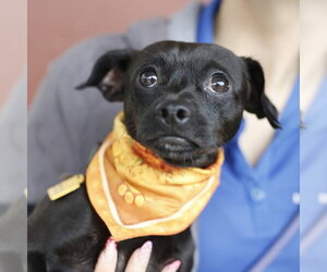 Chihuahua-Unknown Mix Dogs for adoption in San Antonio, TX, USA