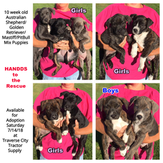Australian Retriever Dogs for adoption in Traverse City, MI, USA
