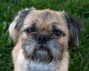 Brug Dogs for adoption in Littleton, CO, USA