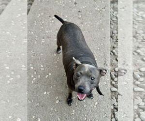 American Staffordshire Terrier-Unknown Mix Dogs for adoption in Stckton, CA, USA