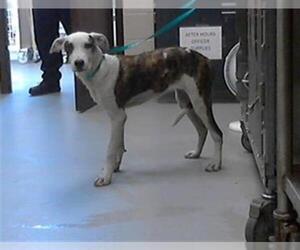 Australian Shepherd-Dogo Argentino Mix Dogs for adoption in Fayetteville, NC, USA