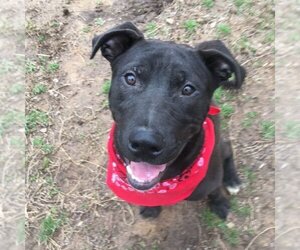 Labrador Retriever-Unknown Mix Dogs for adoption in Heber Springs, AR, USA