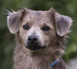 Schweenie Dogs for adoption in Salt Lake City, UT, USA