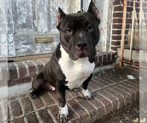 Medium Photo #3 Bullypit Puppy For Sale in Staten Island, NY, USA