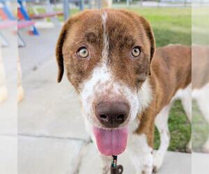 Labrador Retriever Dogs for adoption in Houston, TX, USA