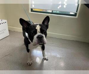 Boston Terrier Dogs for adoption in Pasadena, CA, USA