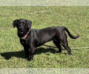 Labrador Retriever-Unknown Mix Dogs for adoption in Virginia Beach, VA, USA