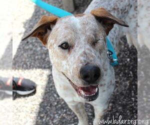 Mutt Dogs for adoption in Cheyenne, WY, USA