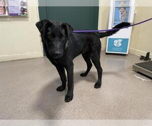 German Shepherd Dog-Unknown Mix Dogs for adoption in Pasadena, CA, USA