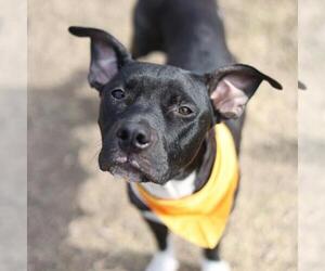 American Staffordshire Terrier-Unknown Mix Dogs for adoption in San Antonio, TX, USA