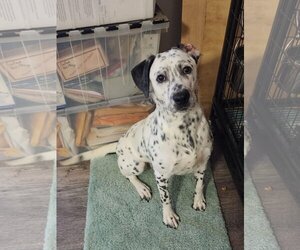 Dalmatian Dogs for adoption in Stephens City, VA, USA