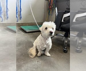 Maltipoo Dogs for adoption in Camarillo, CA, USA