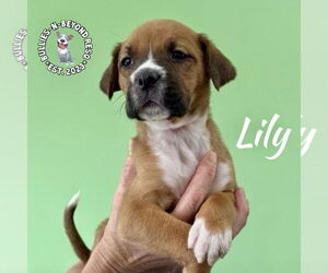 Boxer-Unknown Mix Dogs for adoption in Omaha, NE, USA