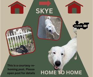 Great Pyrenees Dogs for adoption in Lindsay, CA, USA