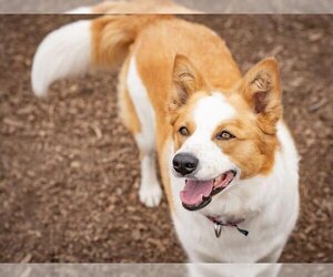Texas Heeler Dogs for adoption in Santa Cruz, CA, USA