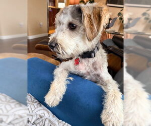 Mutt Dogs for adoption in San Diego, CA, USA