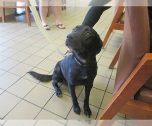Labrador Retriever-Unknown Mix Dogs for adoption in Ocala, FL, USA