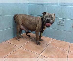 American Pit Bull Terrier-Unknown Mix Dogs for adoption in Downey, CA, USA