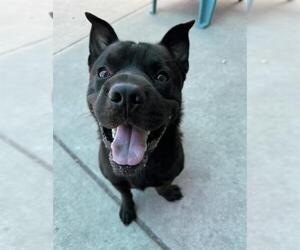 Cardigan Welsh Corgi-Chinese Shar-Pei Mix Dogs for adoption in Sacramento, CA, USA