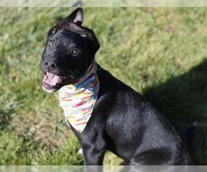 German Shepherd Dog-Unknown Mix Dogs for adoption in Placerville, CA, USA