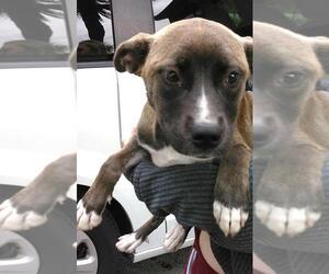 Basenji Dogs for adoption in Fort Lauderdale, FL, USA