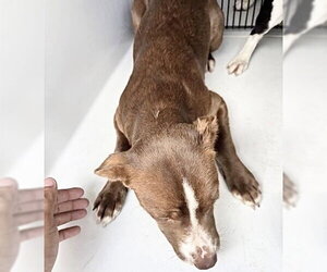 Labrador Retriever Dogs for adoption in Houston, TX, USA
