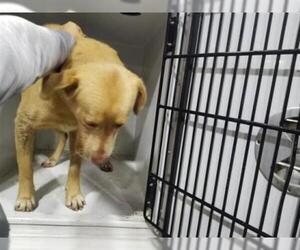 Golden Retriever Dogs for adoption in Houston, TX, USA