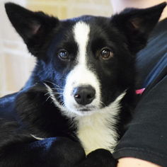 Border Collie Dogs for adoption in Huntley, IL, USA