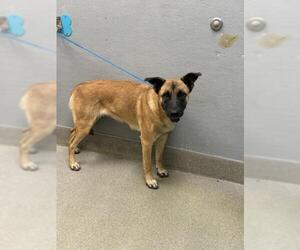 German Shepherd Dog-Unknown Mix Dogs for adoption in Las Vegas, NV, USA