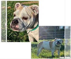Bulldog Dogs for adoption in Westminster, MD, USA