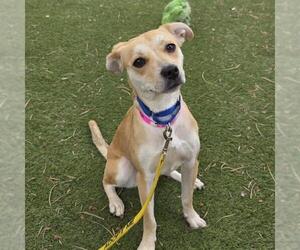 Labrador Retriever-Unknown Mix Dogs for adoption in Las Vegas, NV, USA