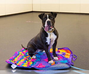 American Pit Bull Terrier Dogs for adoption in Pasadena, CA, USA