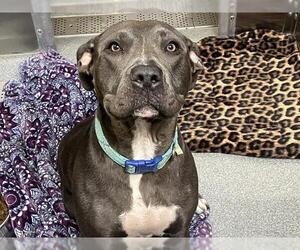 American Pit Bull Terrier-Unknown Mix Dogs for adoption in Orange, CA, USA